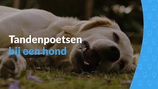 Maand van het gebit  Tandenpoetsen bij een hond [upl. by Nerraj]