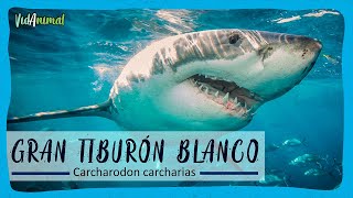 TODO SOBRE el GRAN TIBURÓN BLANCO [upl. by Gnaoh972]