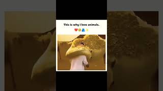 Love animals animals loveanimals youtube [upl. by Ayin]