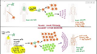 115 Immune Response of Blymphocytes Cambridge AS A Level Biology 9700 [upl. by Ecnarf]