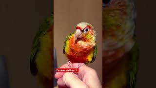 Pyrrhura molinae gcc conure phoenix pets [upl. by Wilen]