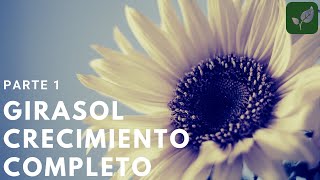 GIRASOL Siembra Crecimiento y Cuidado Parte 1 [upl. by Patrizia]