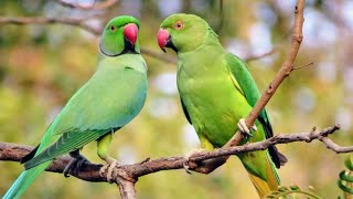 Natural Lifestyle of Indian Ringneck Parrots  Parrots living Naturally  Parrot Voice [upl. by Udall]