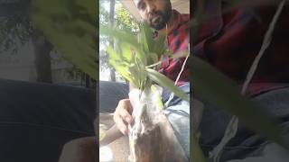 Unboxing indoor plants [upl. by Denyse719]