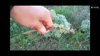 زراعة الشويلاء أو الشيبة من العقل growing Wormwood from cutting [upl. by Eimmelc]