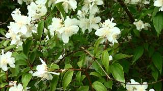 Philadelphus lewisii [upl. by Essilrahc]