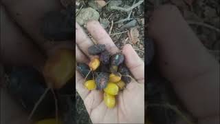 How to make SEED BALLS seeds forest greenry mothernature [upl. by Enimisaj]