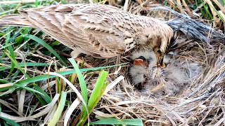 Skylark babies are hungry and mother looking excited while feeding BirdPlusAnimals [upl. by Varien]