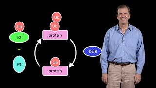 Deshaies Amgen 1 A primer on the ubiquitinproteasome system [upl. by Aiduan451]