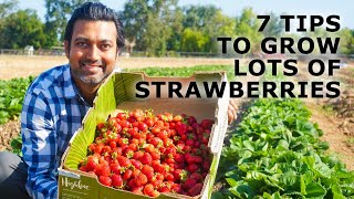 7 Tips to Grow a Lot of Strawberries [upl. by Ellehcam]