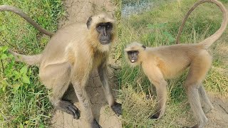 Langoor Animal Bandar video Hanuman [upl. by Antons]