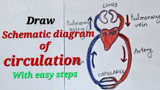 Schematic diagram of circulation drawing easy Draw schematic diagram of circulation easy [upl. by Feer]