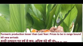 Turmeric production lesser than Last Year [upl. by Mapel]