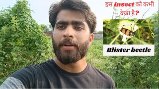 MOST DAMAGING INSECT OF VEGETABLES  BLISTER BEETLE  FIELD VISIT  BY KRASHNA SIR [upl. by Eatnoj]