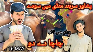 Peshawar Sarband Mandi me soday And Bargaining 16 May 2024 Maweshi Mandi Pakistan Bakra eid [upl. by Shriver]