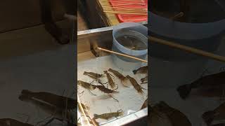 台湾に行こう！士林夜市でエビ釣り！オニテナガエビ in Taiwan≫ 加藤英明【公式】かとチャン [upl. by Nuawtna]