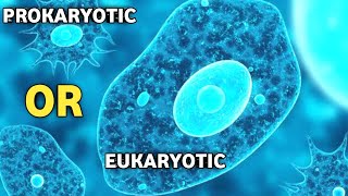 Is Amoeba Prokaryotic OR Eukaryotic Cell [upl. by Tapes847]