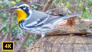 Yellow Throated Warbler [upl. by Eidod]