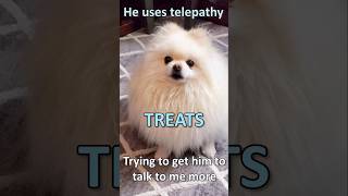 He uses telepathy on me instead of talking What could he possibly want Always TREATS ❤dogs treats [upl. by Mirielle]