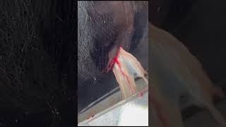 cow Abscess treatment cow [upl. by Eibba]