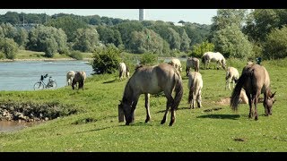 Arnhem Meinerswijk en Sonsbeekpark  Oosterbeek  Drielsedijk [upl. by Gillian]