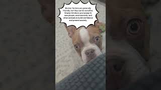 Tips for your Boston Terrier puppy cutedog pets puppy [upl. by Hehre]