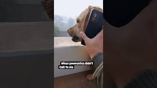 kis kiske sath hua hai esa dokha ☹️😕 viral trending shorts timmi shorts 🐶 [upl. by Atilegna643]