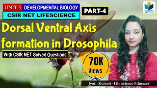 DORSAL VENTRAL AXIS FORMATION IN DROSOPHILAPART4 CSIR NET DEVELOPMENTAL BIOLOGY [upl. by Ardnyk118]