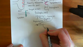 Clathrin Mediated Endocytosis and The Endocytic Pathway Part 1 [upl. by Ferri]