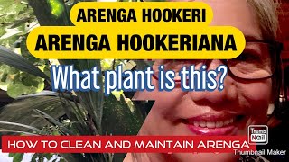 Indoor Plant ARENGA HOOKERIANA [upl. by Banquer]