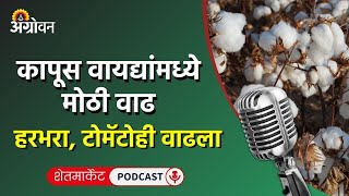 Cotton Market देशातील व आंतरराष्ट्रीय बाजारातील वायदे वाढलेAgrowon Marathi Agriculture Podcast [upl. by Namialus974]