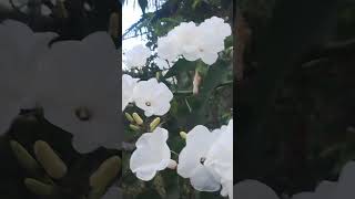 Thunbergia fragrans  pense numa coisa delicada [upl. by Ocisnarf]