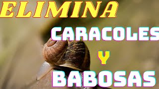 🐌Como ELIMINAR CARACOLES y BABOSAS de Nuestras Plantas 🐌 Métodos Caseros [upl. by Yelhsa]