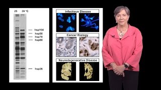 Susan Lindquist Whitehead MIT  HHMI 1a Protein Folding in Infectious Disease and Cancer [upl. by Yaf]