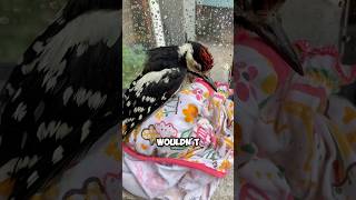 Picked up an injured woodpecker shortvideo animals unbelieveable pets birds woodpecker [upl. by Egroeg]