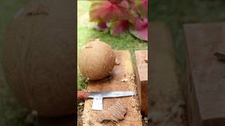 Dried coconut  how to remove coconut from Shell [upl. by Panthea]