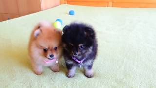 Female Pomeranian Puppies for Sale [upl. by Gemina]