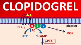 Clopidogrel PLAVIX  Mechanism side effects precautions amp uses [upl. by Adnawot]