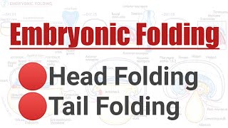 Folding of Embryo  Head and Tail Folding  Embryonic Folding [upl. by Ahsercul860]