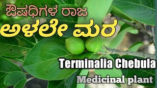 ಅಳಲೇ Chebulic Myrobalan Terminalia Chebula [upl. by Notgnirrac302]