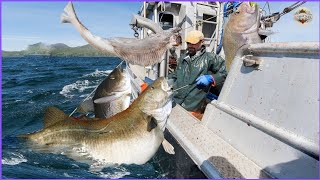 How American Fishermen Catch Giant Cod Using Commercial Longline Fishing Vessel  Long Line Fishing [upl. by Siurtemed]