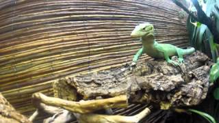 Varanus prasinus feasting on eggs [upl. by Abas69]