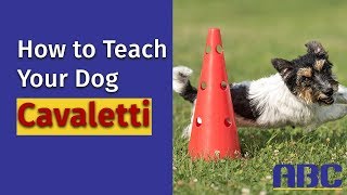 Teach Your Dog Cavaletti  Basics [upl. by Amory]