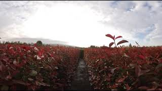 Photinia Red Robin  ReadyHedge ReadyBags  130150cm tall Hedging [upl. by Brenden]