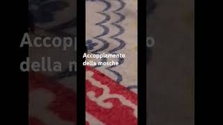 Accoppiamento delle mosche mini documentario [upl. by Nerwal378]