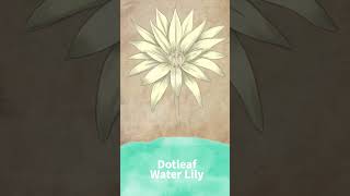 Nymphaea Ampla – Dotleaf Water Lily Botanical Illustration Painting in Photoshop botanicalart [upl. by Sachiko571]