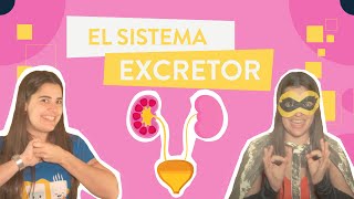 El sistema excretor La NUTRICIÓN 44 [upl. by Drexler925]