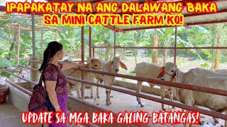 IPAPAKATAY NA ANG DALAWANG BAKA SA MINI CATTLE FARM KO  UPDATE SA MGA BAKA GALING BATANGAS [upl. by Yrrok]