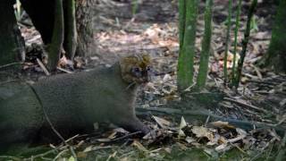 The Growling Ferocious Diurnal Kitty Cat The Jaguarundi [upl. by Vivyanne]