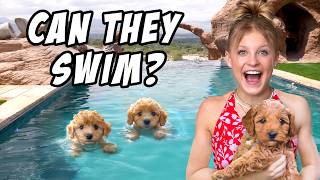 Teaching My PUPPIES To SWIM for the First Time [upl. by Kcor]